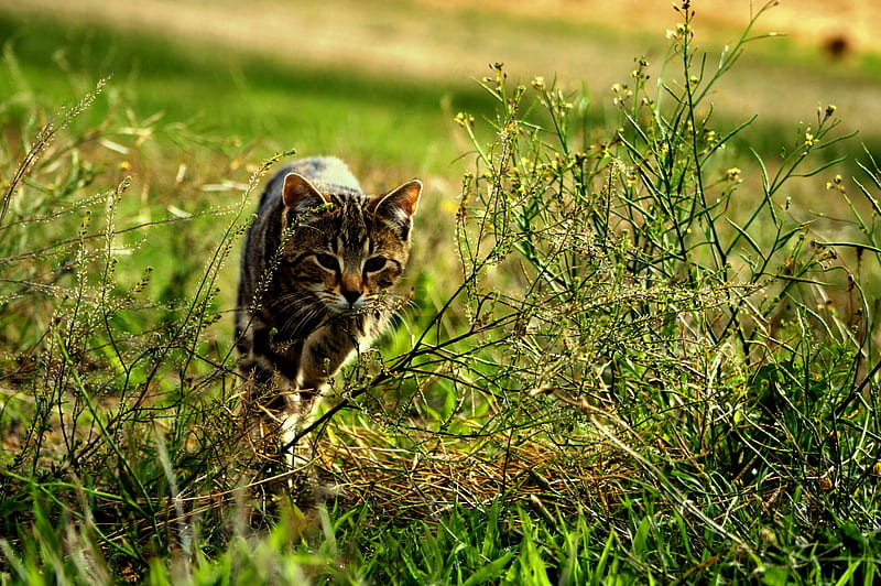 Boquilla derivación Químico Huyendo, hierba, bonito, gato, lindo, verde, corriendo, naturaleza, gatos,  animales, Fondo de pantalla HD | Peakpx