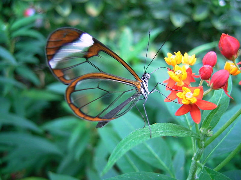 HD glass wing butterfly wallpapers  Peakpx