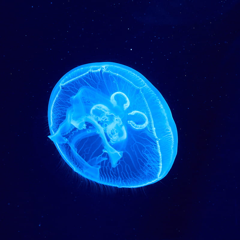jellyfish, underwater world, glow, blue, HD phone wallpaper