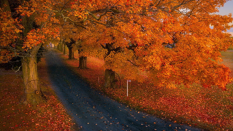Road Between Trees With Yellow Leaves Falling Nature, HD wallpaper