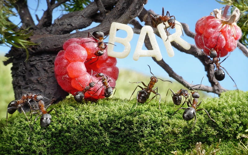 Bar for ants, red, ant, bar, creative, situation, fruit, fantasy, green, insect, funny, raspberry, blue, lolita777, HD wallpaper
