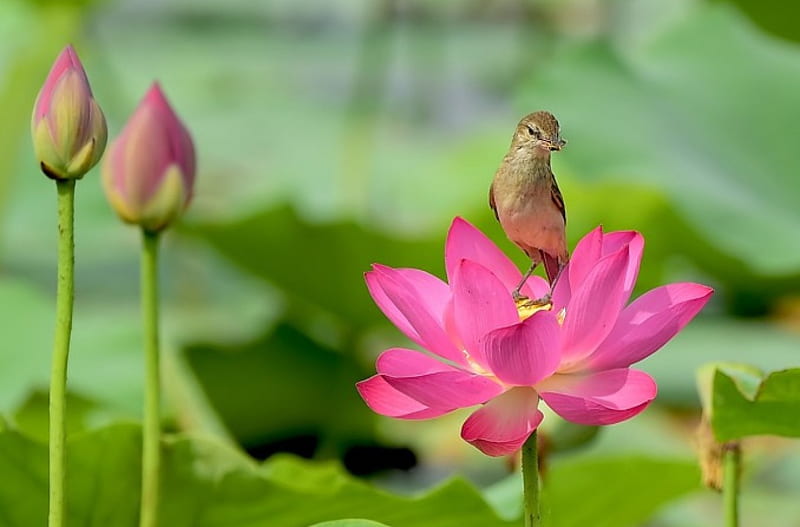 Pajarito en un loto, hojas, loto, pájaro, flor, bonito, rosa, Fondo de  pantalla HD | Peakpx