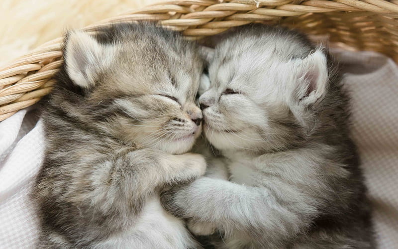 small gray kittens, friendship, sleeping cats, small animals, cats, basket, HD wallpaper