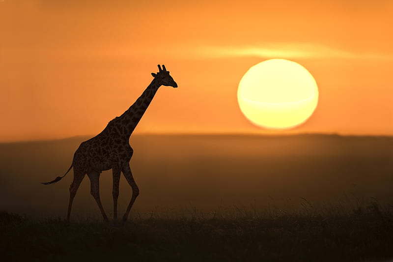 Animal, Giraffe, Sun, Sunset, Wildlife, Silhouette, HD wallpaper