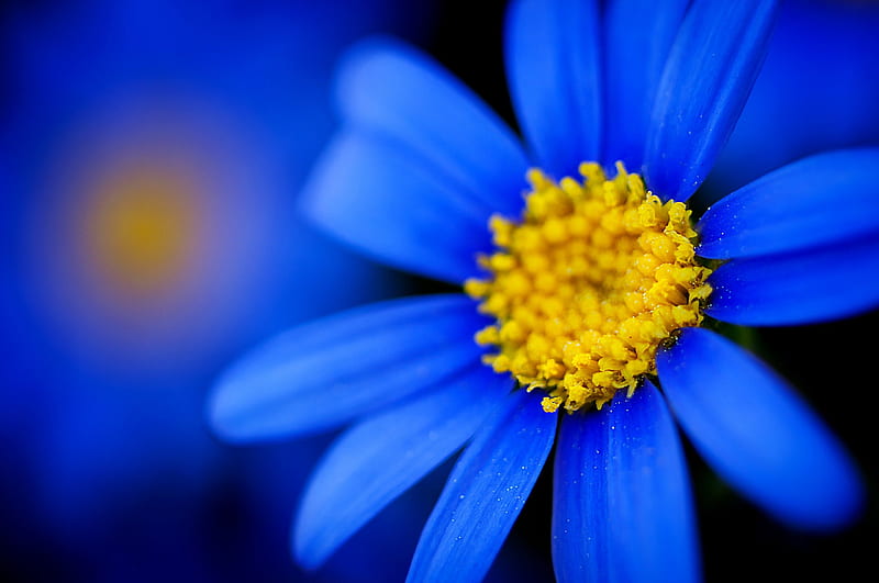 Blue Gerbera, colorful yellow wildflowers, close-up, gerbera, flowers, blue, , view, colors, black, daisies, macro, garden, nature, daisy, HD wallpaper