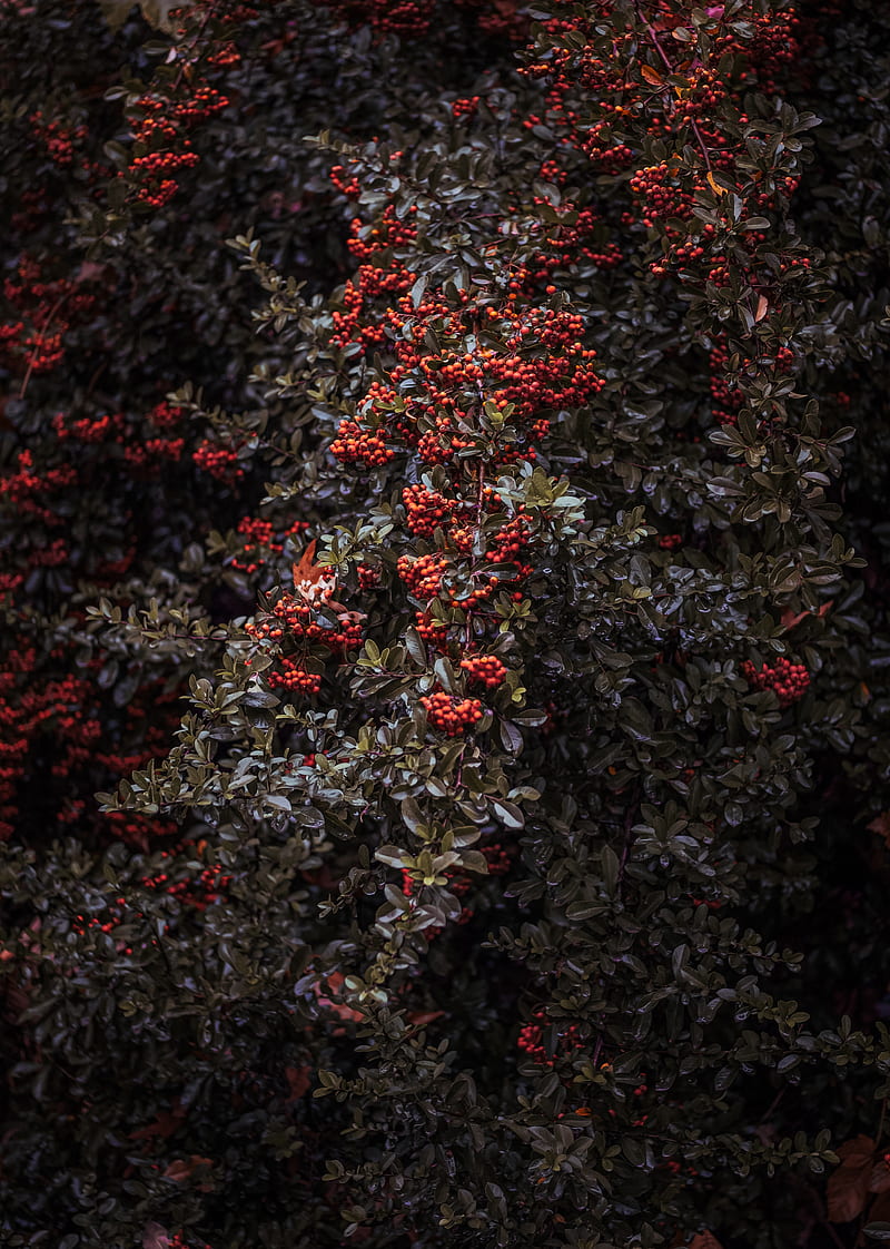 rowan, berries, bush, plant, HD phone wallpaper
