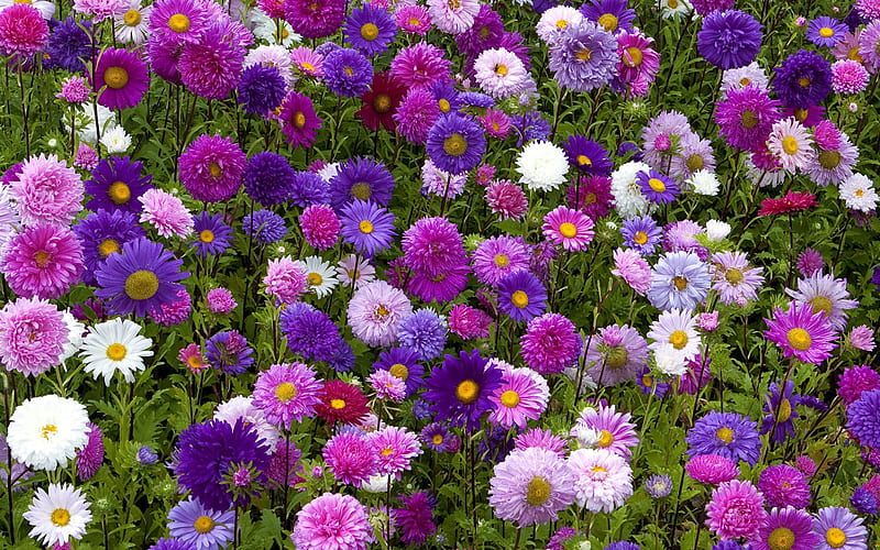 Purple Asters, flowers, nature, purple, asters, HD wallpaper