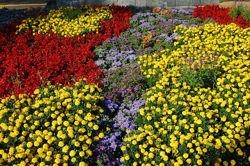plethora of colour, red saliva, yellow marigolds, HD wallpaper
