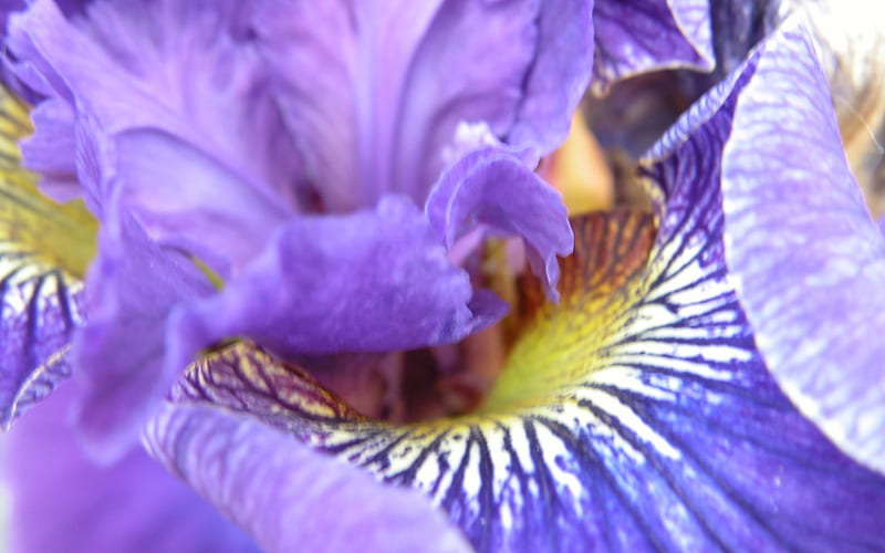 Purple Iris, purple, large, flower, yellow, nature, petals, white, iris, HD wallpaper