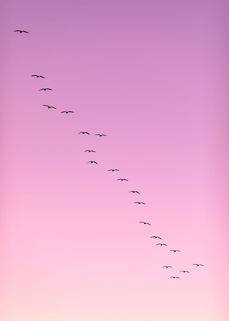 flock of birds flying, HD phone wallpaper