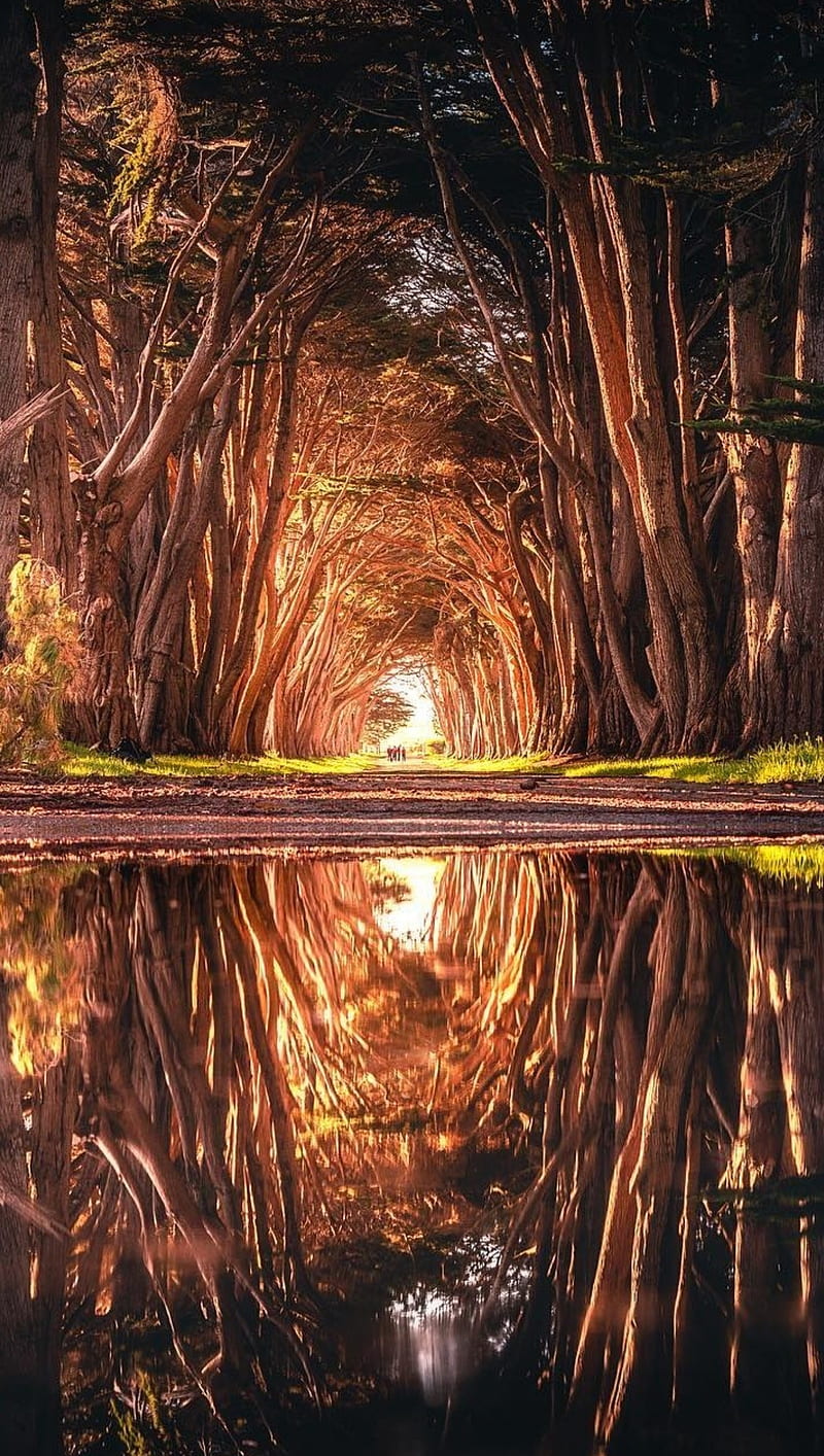 Tree Tunnel , fall, foliage, forest, leaves, tree, tunnel, water, zen, HD phone wallpaper