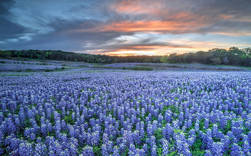 Texas Bluebonnets, Bluebonnets, Texas, Flowers, Blue, Nature, Sunset, HD wallpaper