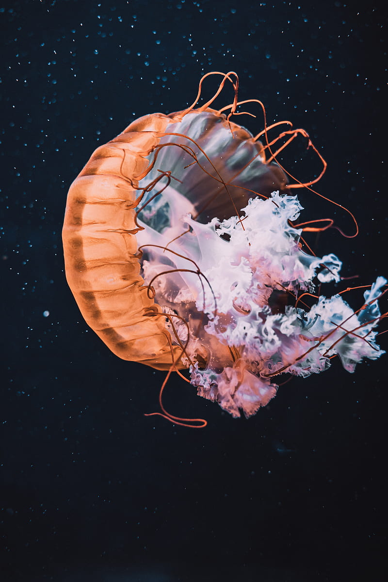 jellyfish, tentacle, bonito, water, HD phone wallpaper