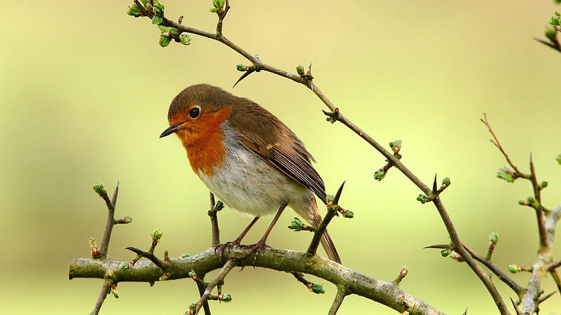 Robin on a branch., bird, robin, twig, branch, animal, perch, HD wallpaper