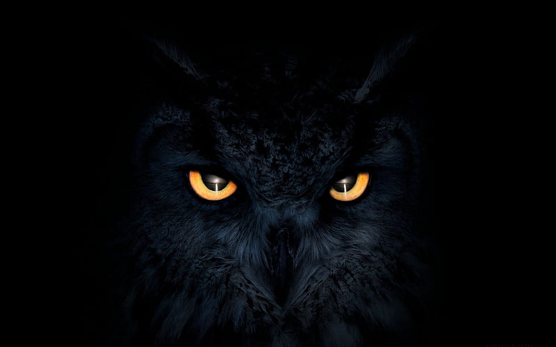 :-), owl, luminos, halloween, pasare, black, bufnita, bird, eyes, vector, HD wallpaper