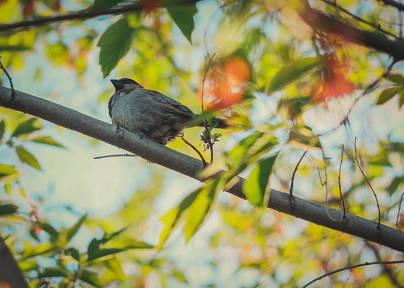 *** Sparrow on a tree ***, tree, birds, sparrow, animals, animal, HD wallpaper