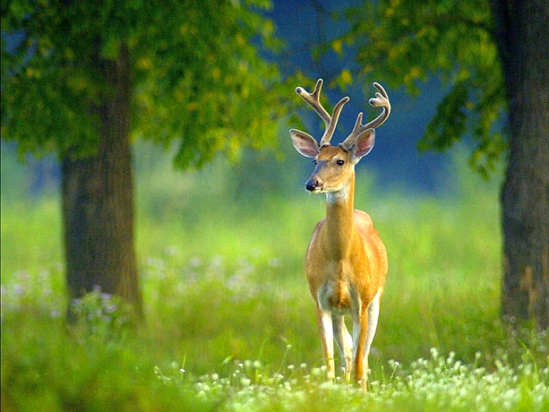 Deer in Trees, bonito, trees, deer, HD wallpaper | Peakpx