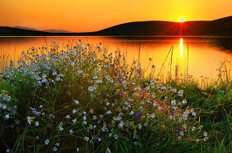Camomile at sunset, pretty, glow, grass, fiery, bonito, sunset, camomile, sundown, nice, calm, river, reflection, amazing, quiet, lovely, fresh, flwoers, sky, lake, freshness, daisies, water, serenity, nature, meadow, field, HD wallpaper