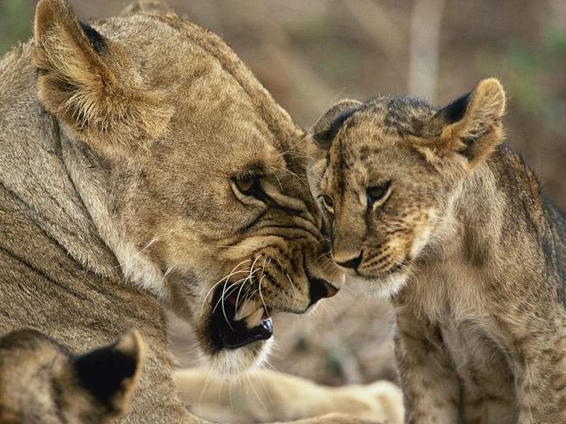 Misbehaving-Cub-Masai-Mara, family, love, mom, tiger, animals, HD wallpaper