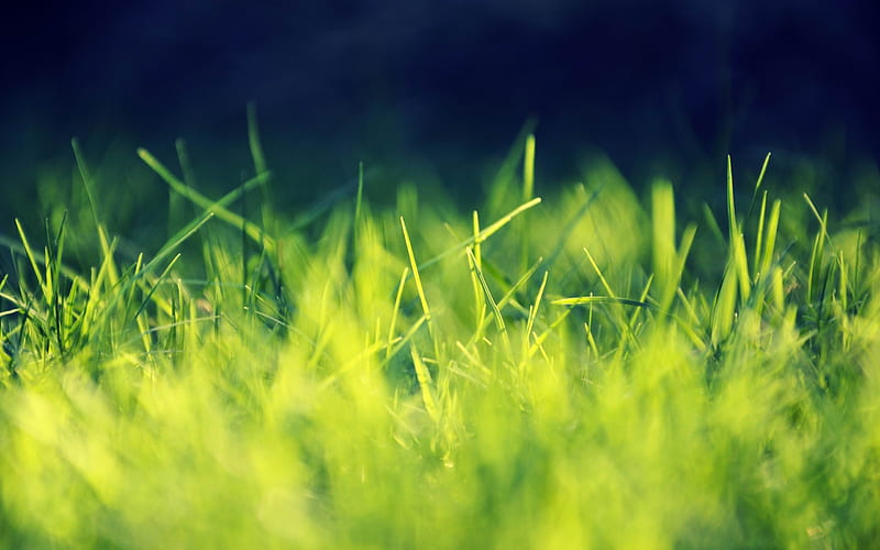 green grass close up-Nature plant, HD wallpaper