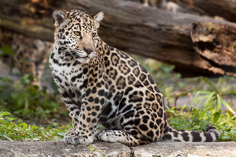 Jaguar Predator Big Cat Animal Hd Wallpaper Peakpx