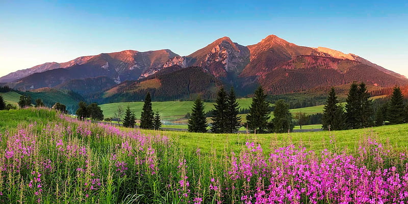 Beauty mountain panorama with flowers, hills, mountain, wildflowers, high, bonito, panorama, Tatras, meadow, grass, HD wallpaper