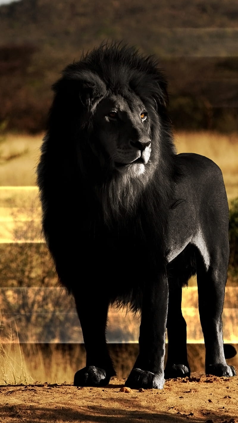 black lion, animal, big cat, cat, HD phone wallpaper