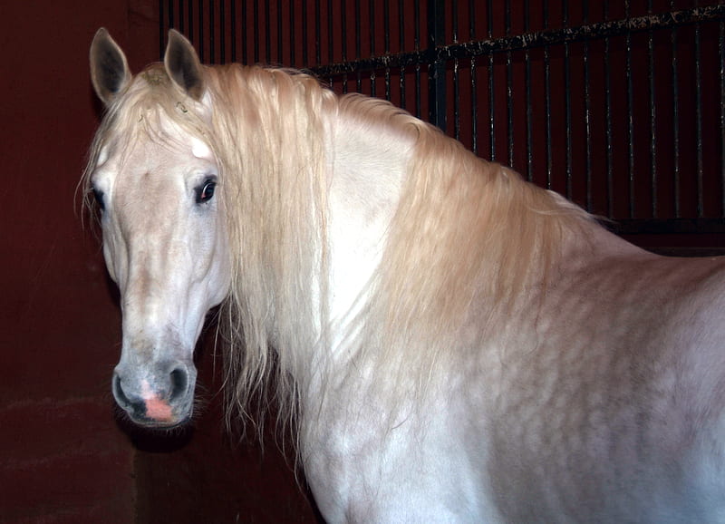 Andalusian Stallion, stallions, spanish horse, andalusian, spanish, horses, spain, andalusian horse, pre, animals, HD wallpaper