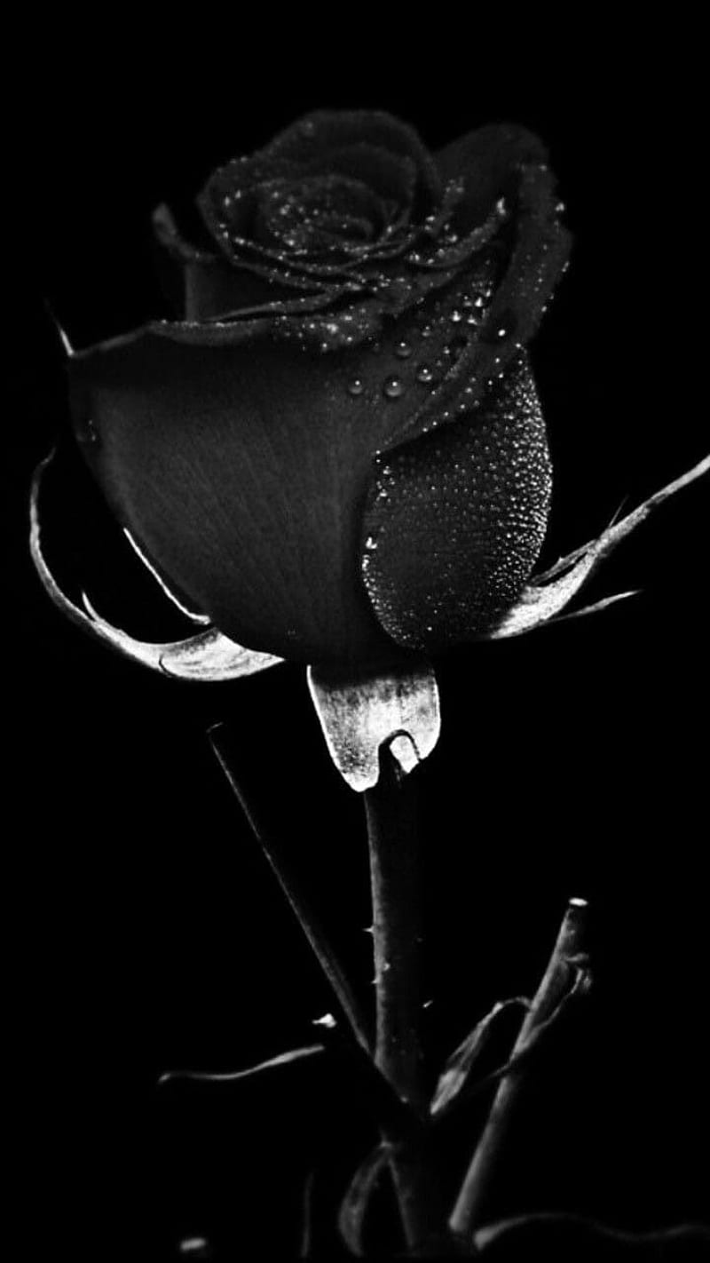 Black Rose Discover more Aesthetic, Beautiful, Black, Black Rose ...