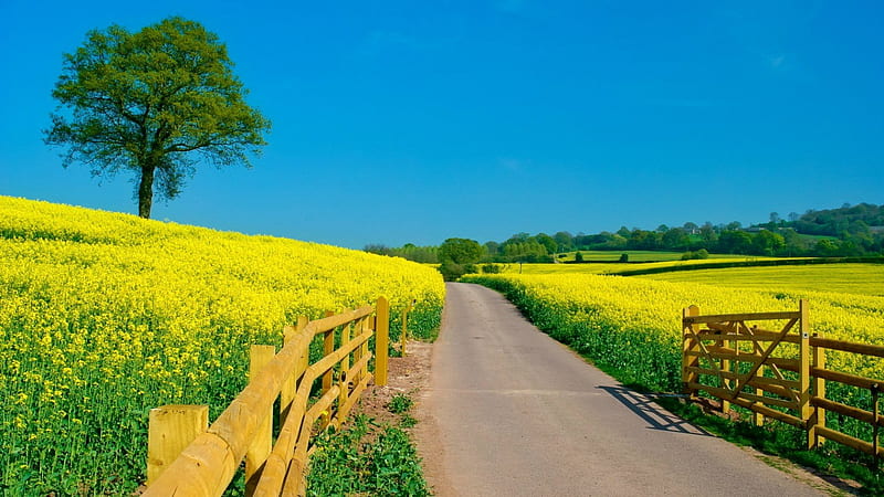 Sunny path, pretty, fence, golden, travel, yellow, bonito, sky, freshness, tree, trip, summer, nature, walk, road, field, meadow, HD wallpaper