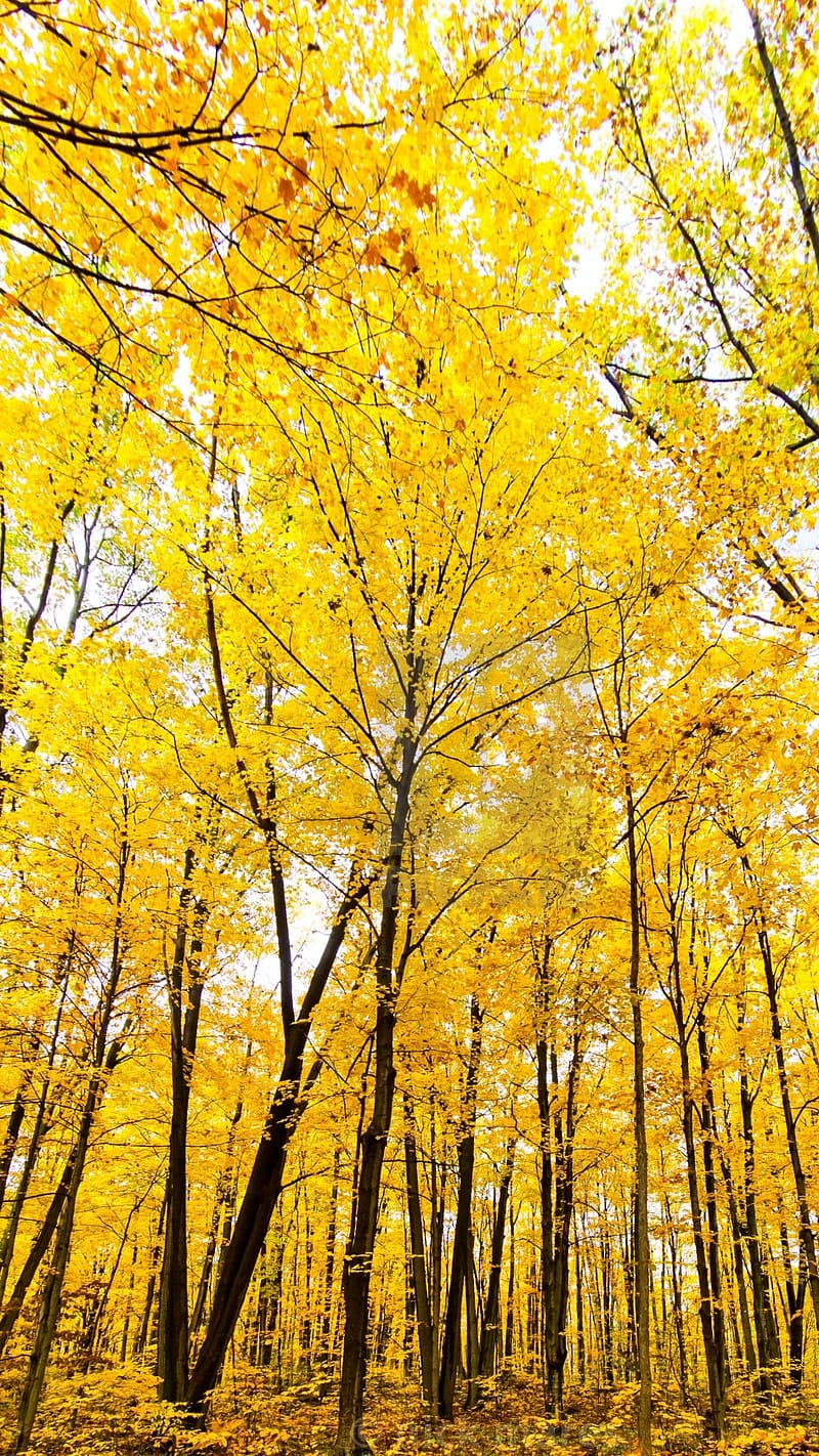 The Yellow Forest, the yellow, HD phone wallpaper