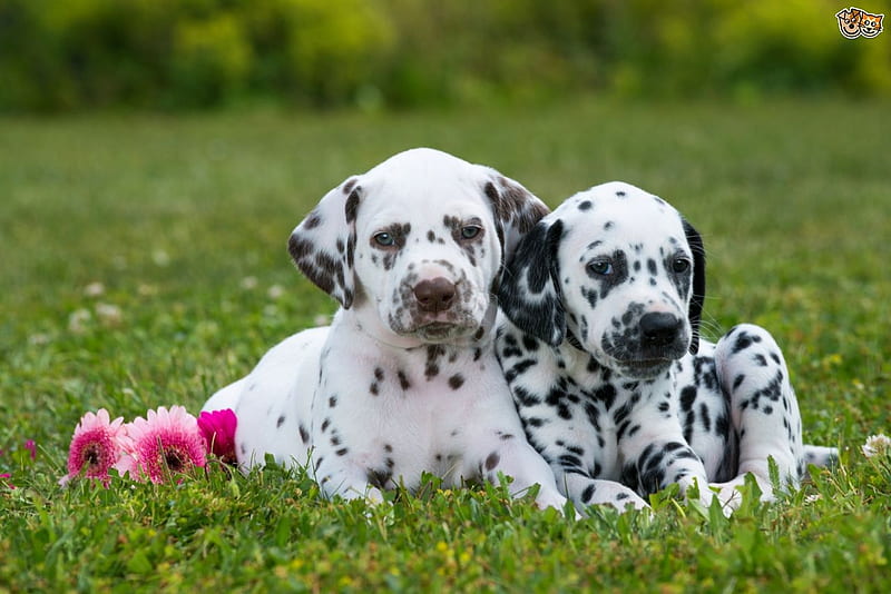 Dalmatian puppies, grass, caine, black, animal, spot, green, white, dalmatian, couple, puppy, dog, HD wallpaper