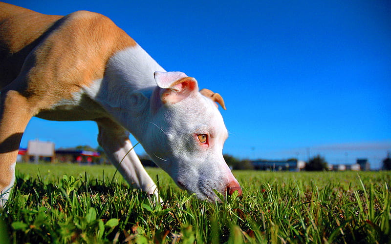 Pit Bull, lawn, puppy, close-up, dogs, Pit Bull Terrier, pets, Pit Bull Dog, HD wallpaper