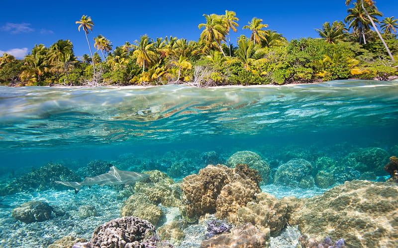 Tropical islands, underwater world, corals, shark, fish, under water, palm trees, summer, beach, diving, HD wallpaper