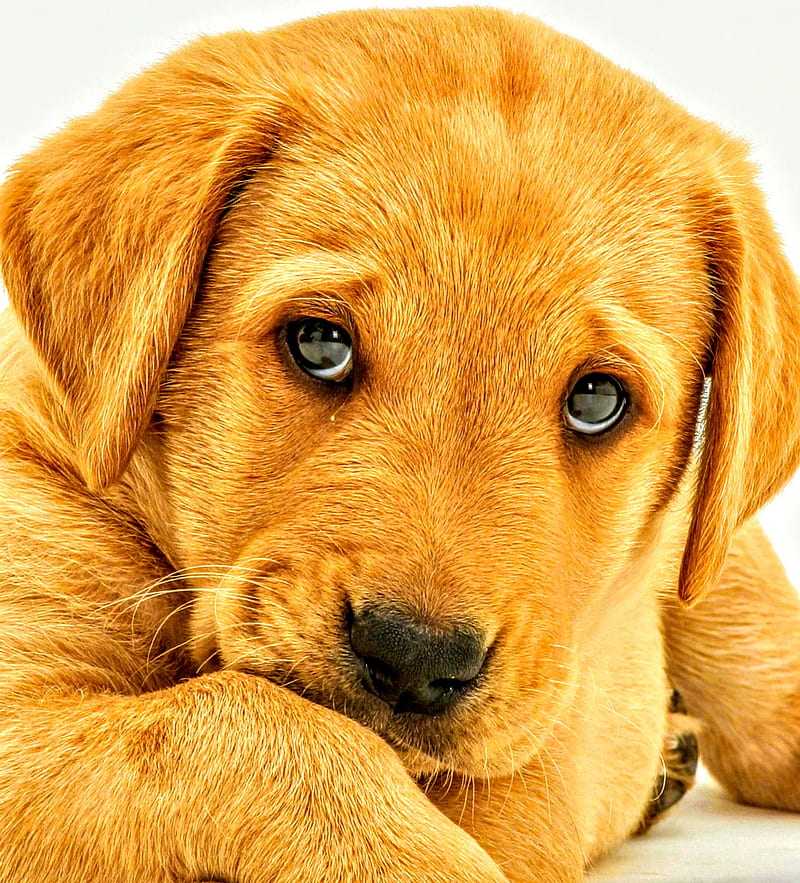 Cute Puppy, dog, HD phone wallpaper