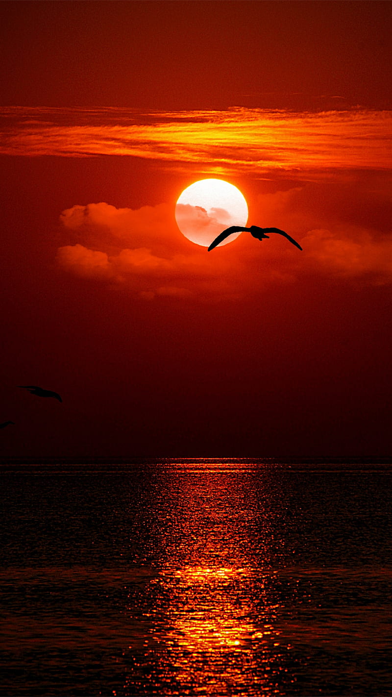 seagull, clouds, evening, red, sea, HD phone wallpaper