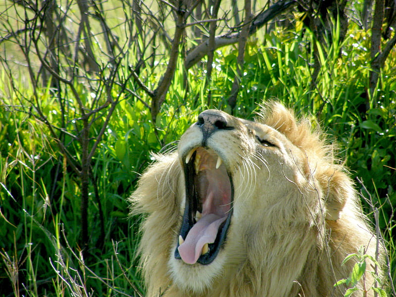 SLEEPY KING, yawn, Africa, lion, wild, HD wallpaper