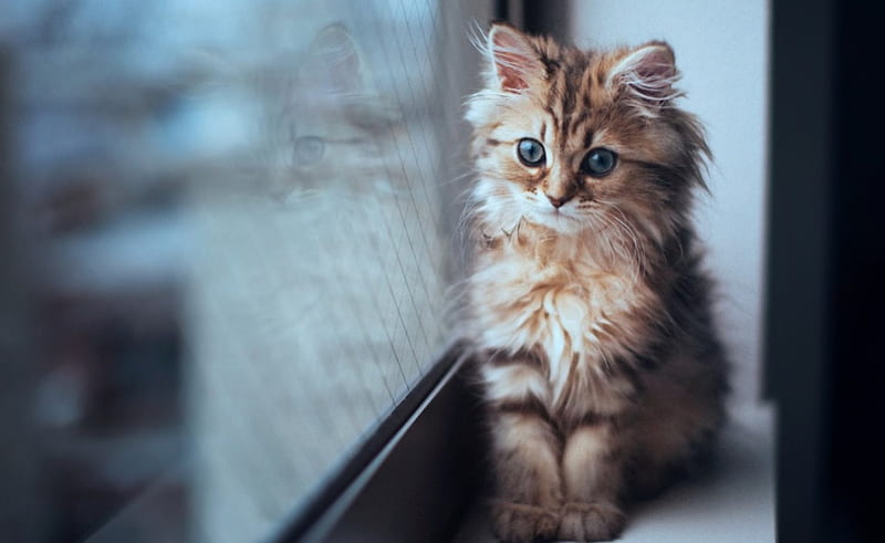 By Ben Torode, ben torode, a window sill, cat, kitten, daisy, HD wallpaper