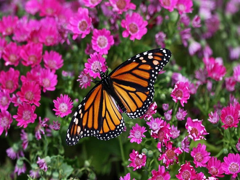 Monarch in the pink, butterfly, orange, flowers, black, monarch, pink, HD wallpaper