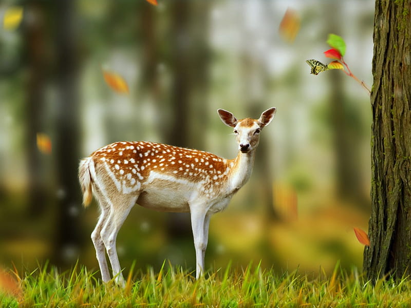 Deer and Butterfly, spotted, calm, leaves, quiet, dear, butterfly, grass, bonito, HD wallpaper