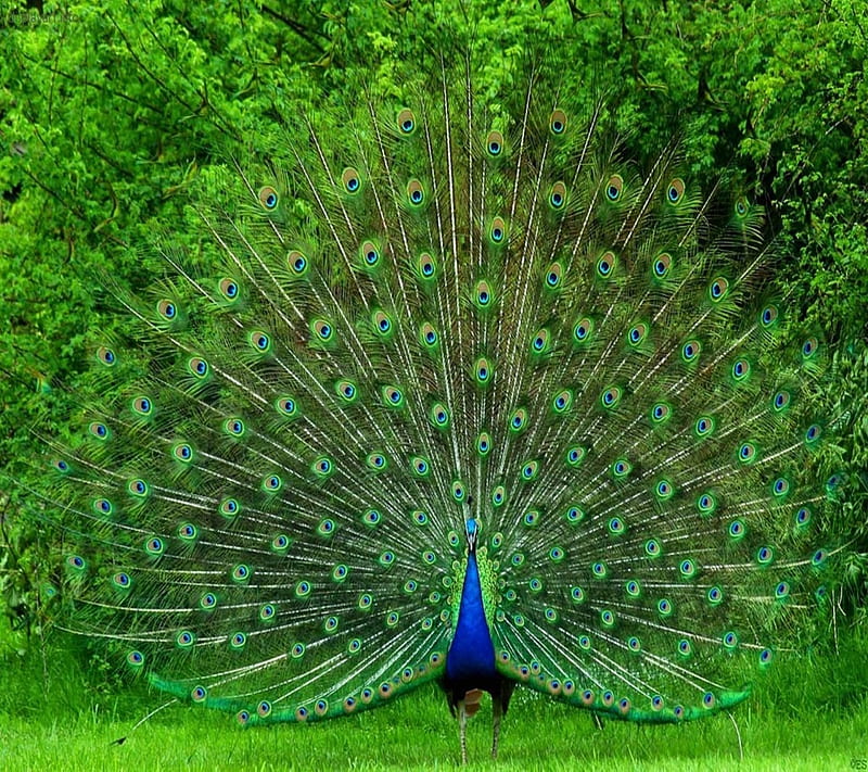 Peacock, animal, bird, nature, HD wallpaper | Peakpx