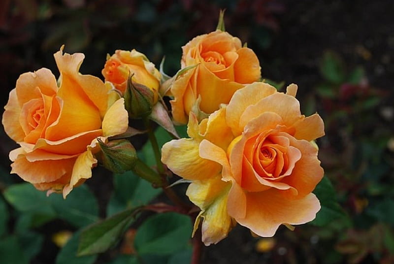 Rosas amarillas, bonita, rosa, giallo, amarillo, flor, rosen, jardn, fiore,  flores amarillas, Fondo de pantalla HD | Peakpx