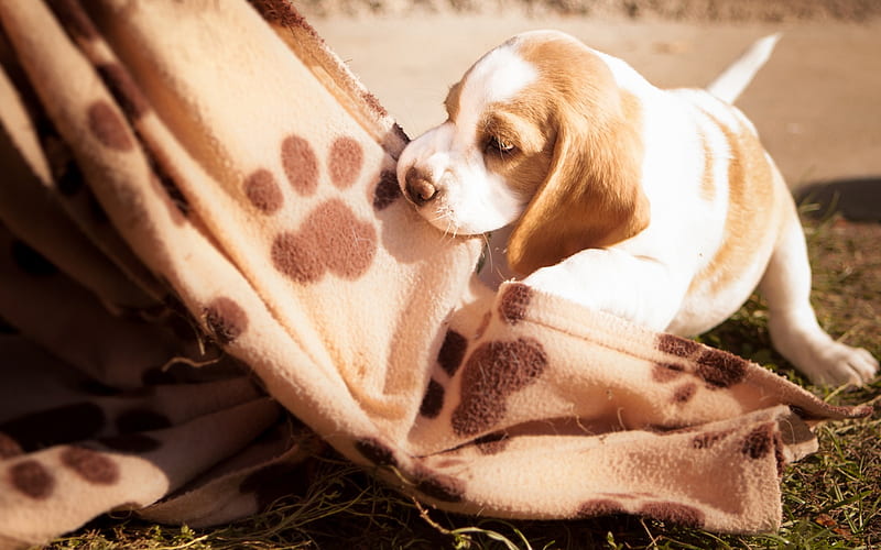 Beagle, small puppy, cute dog, pets, English Beagle, HD wallpaper