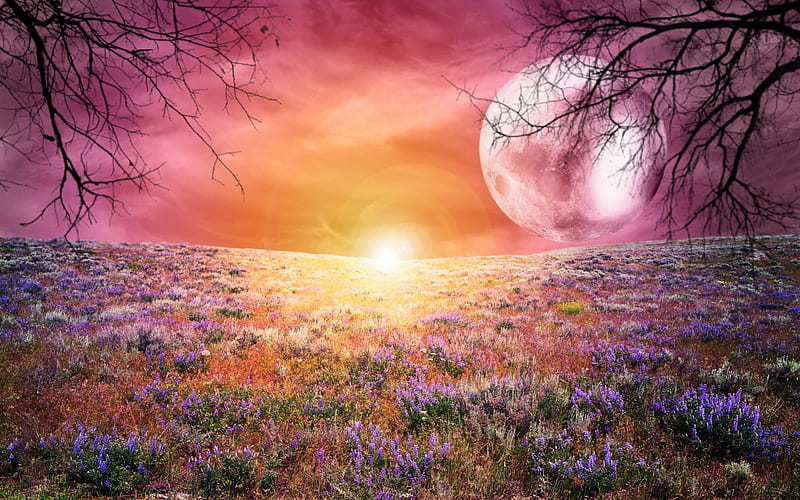 Fantasy Field Of Lavender, HD wallpaper