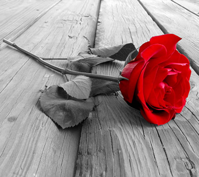 The Rose, abstract, af, alone, desenho, flower, love, red, vintage, wood, HD wallpaper