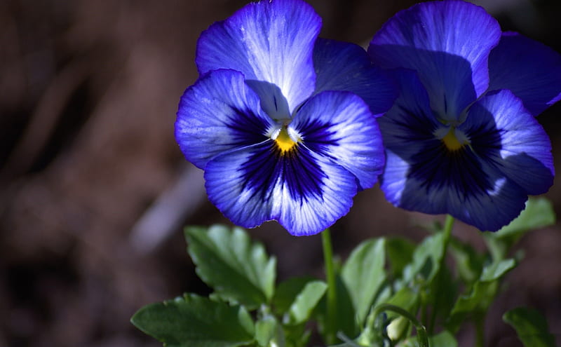 *** Blue pansies ***, flower, pansies, flowers, nature, blue, HD wallpaper