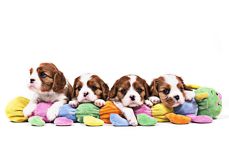 Cavalier King Charles Spaniel, puppies, family, pets, cute animals, dogs, Cavalier King Charles Spaniel Dog, HD wallpaper