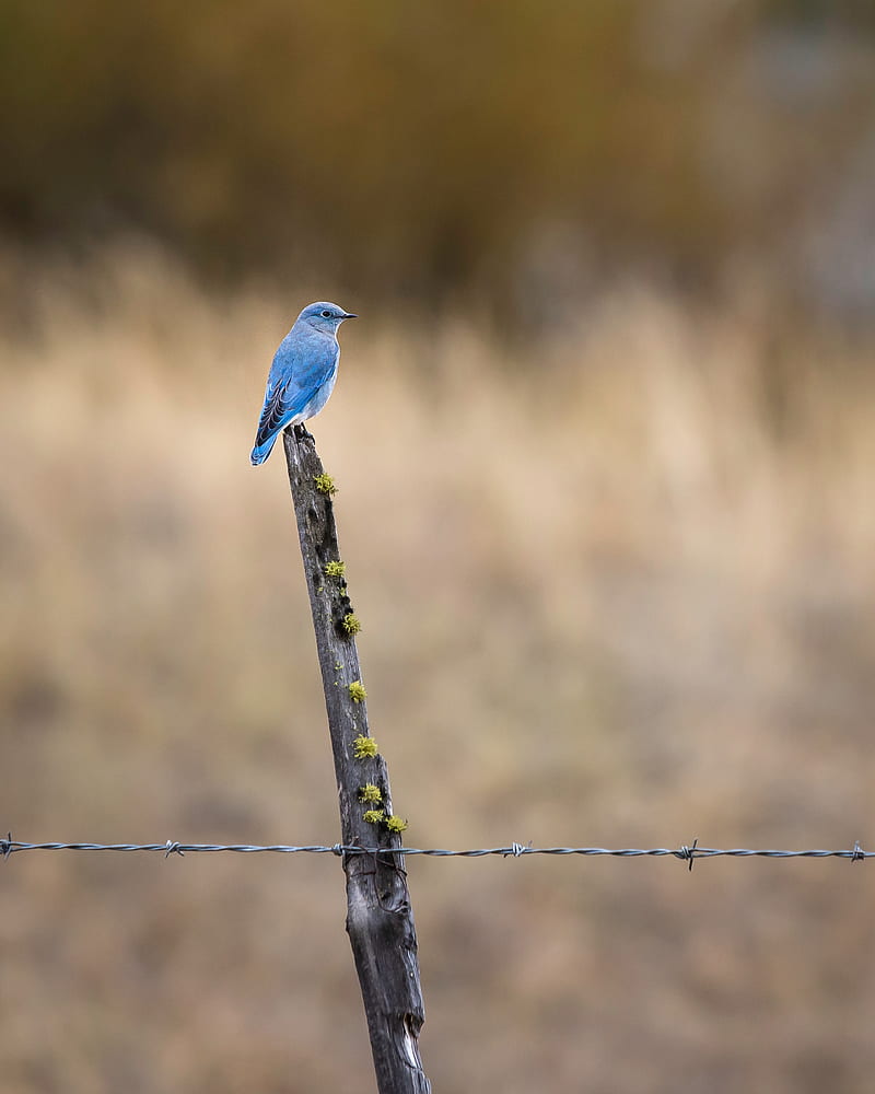 bird, blue, driftwood, focus, HD phone wallpaper