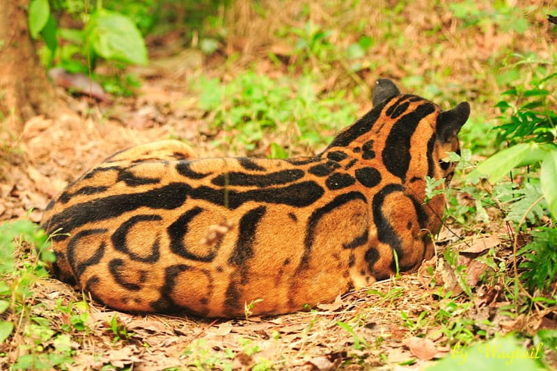 Clouded leopard, markings, spots, back, stains, patterns, HD wallpaper