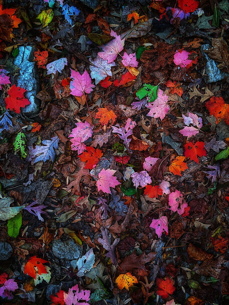 leaves, colorful, autumn, HD phone wallpaper